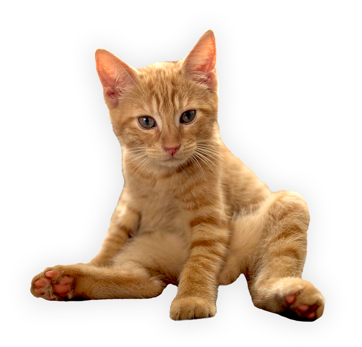 TARIF CHAT